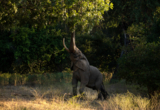 Machaba - Zimbabwe - Mana River Camp - Variety of Animals.jpg Machaba Zimbabwe Mana River Camp Variety Of Animals