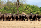 mwinilunga safari.jpg Mwinilunga Safari
