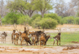 Machaba Web Zimbabwe Mana River Camp Highlights 03 Machaba Web Zimbabwe Mana River Camp Highlights 03