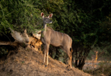Machaba - Zimbabwe - Mana River Camp - Migratory Wildlife.jpg Machaba Zimbabwe Mana River Camp Migratory Wildlife