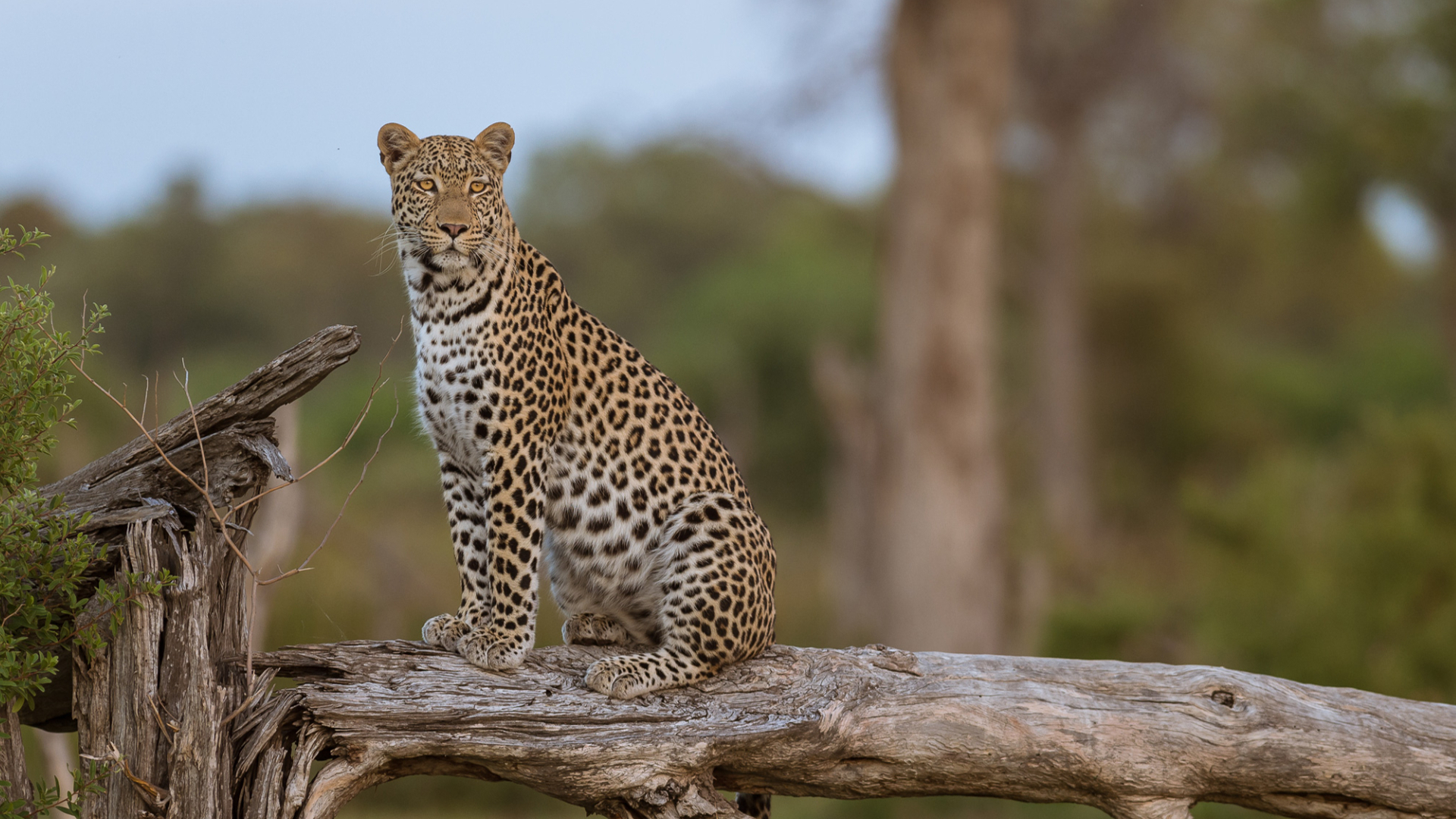 Machaba Zimbabwe Mana Pools Ingwe Pan Leopard Tree