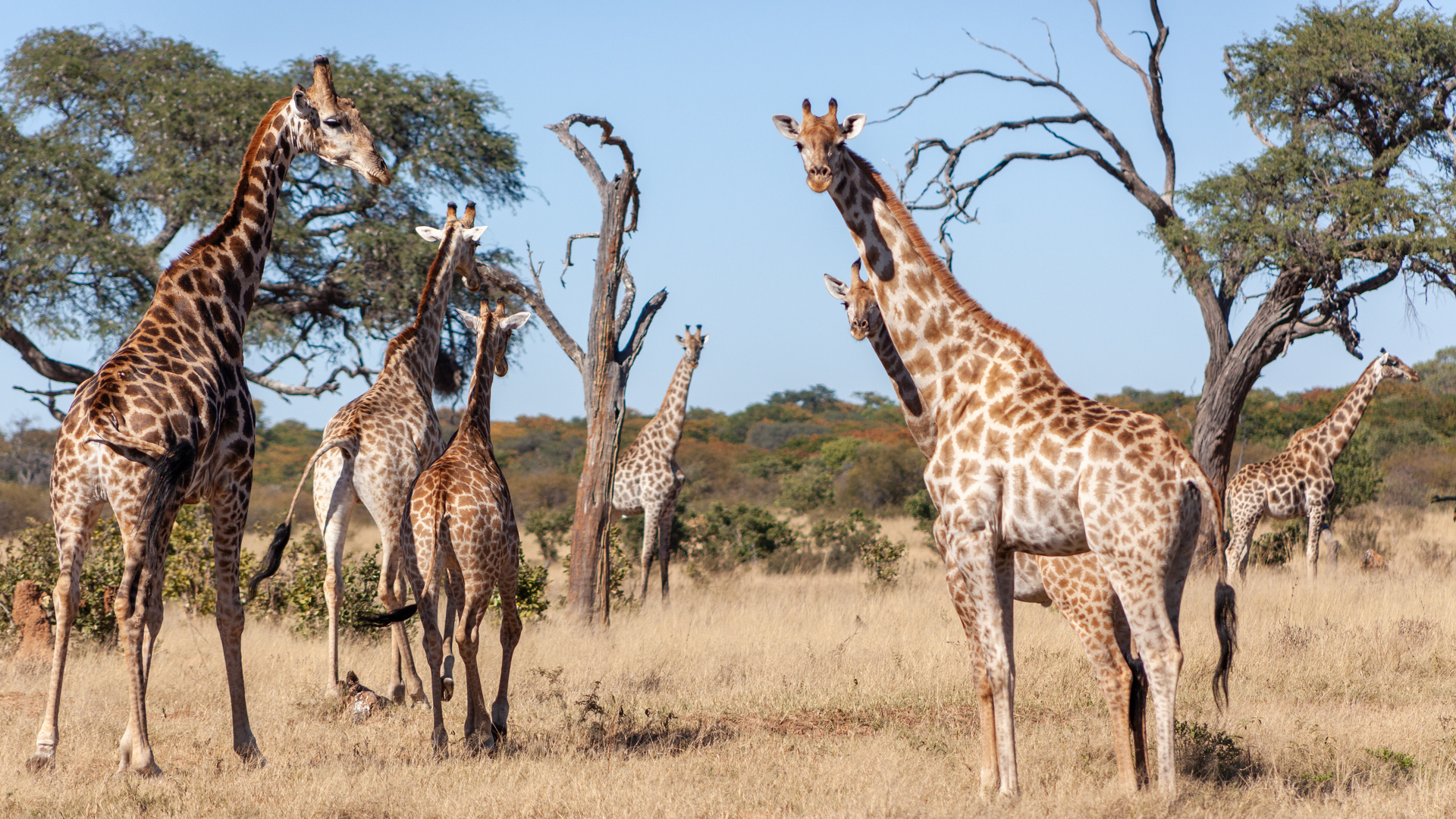 Machaba Verneys Experience Safari Mvr 022 Machaba Verneys Experience Safari Mvr 022