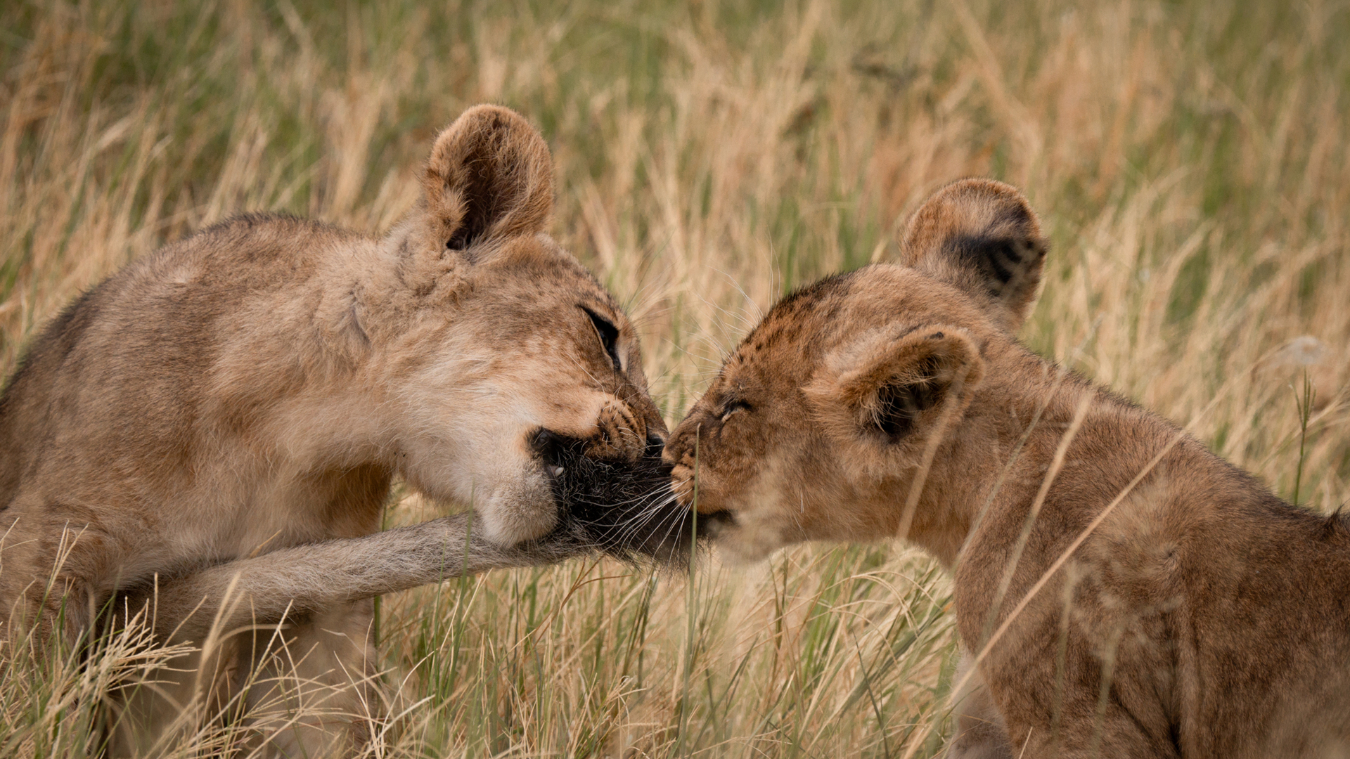 Machaba Web Packages Machaba Lion Cubs