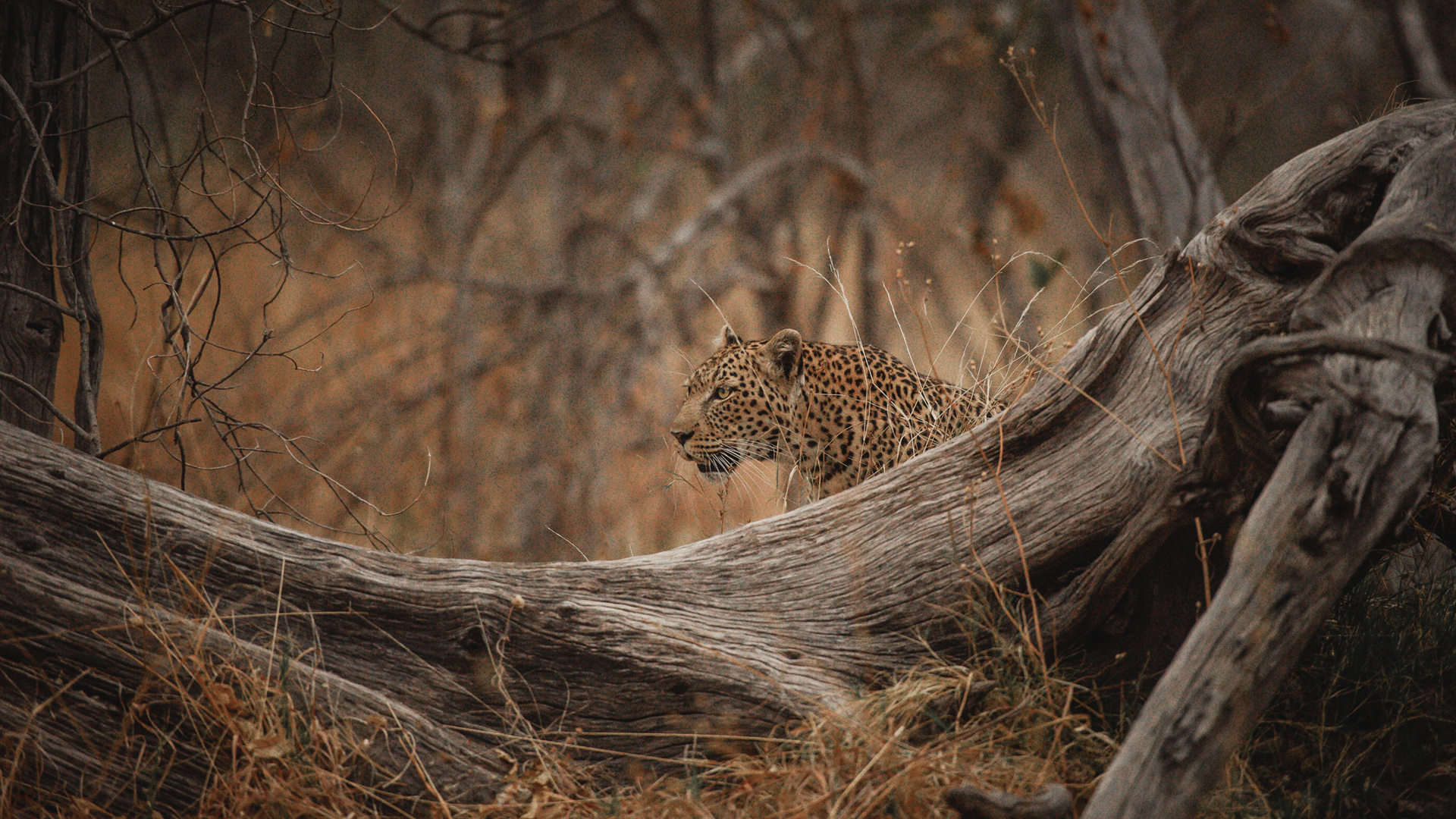 Machaba Web Packages Machaba Leopard Trees