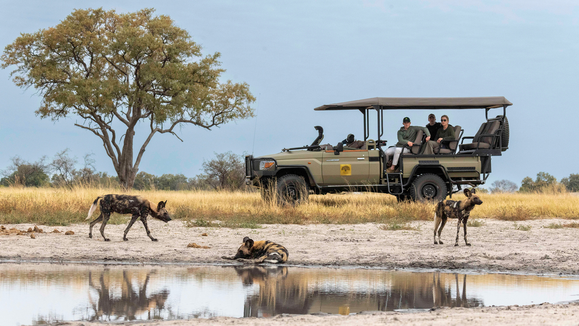 Machaba Web Packages Machaba Routes Experience Safari Wild Dogs Machaba Web Packages Machaba Routes Experience Safari Wild Dogs