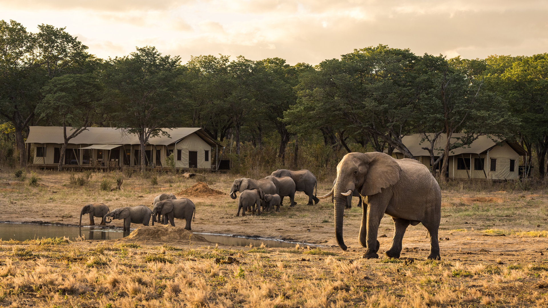 Machaba Zimbabwe Verneys Camp Elephants Roaming Camp Machaba Zimbabwe Verneys Camp Elephants Roaming Camp