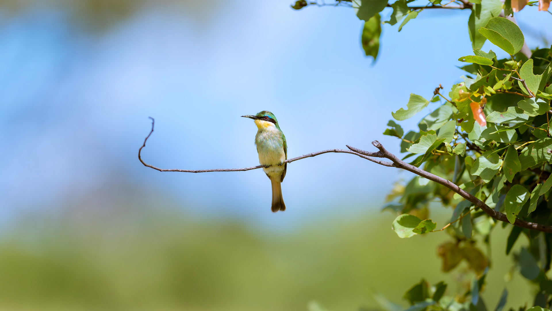 Machaba Web Activity Birding Bee Eater Machaba Web Activity Birding Bee Eater