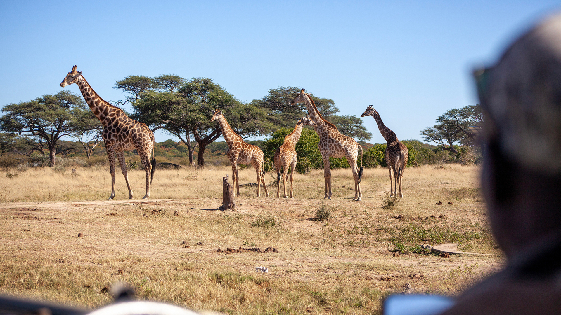 Machaba Web Packages Essentially Machaba Verneys Camp Safari 02 Machaba Web Packages Essentially Machaba Verneys Camp Safari 02