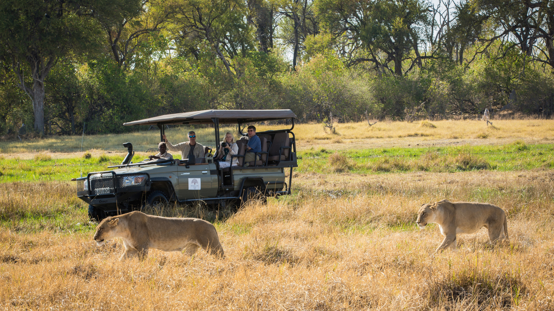 Machaba Web Packages Machaba Lion Safari