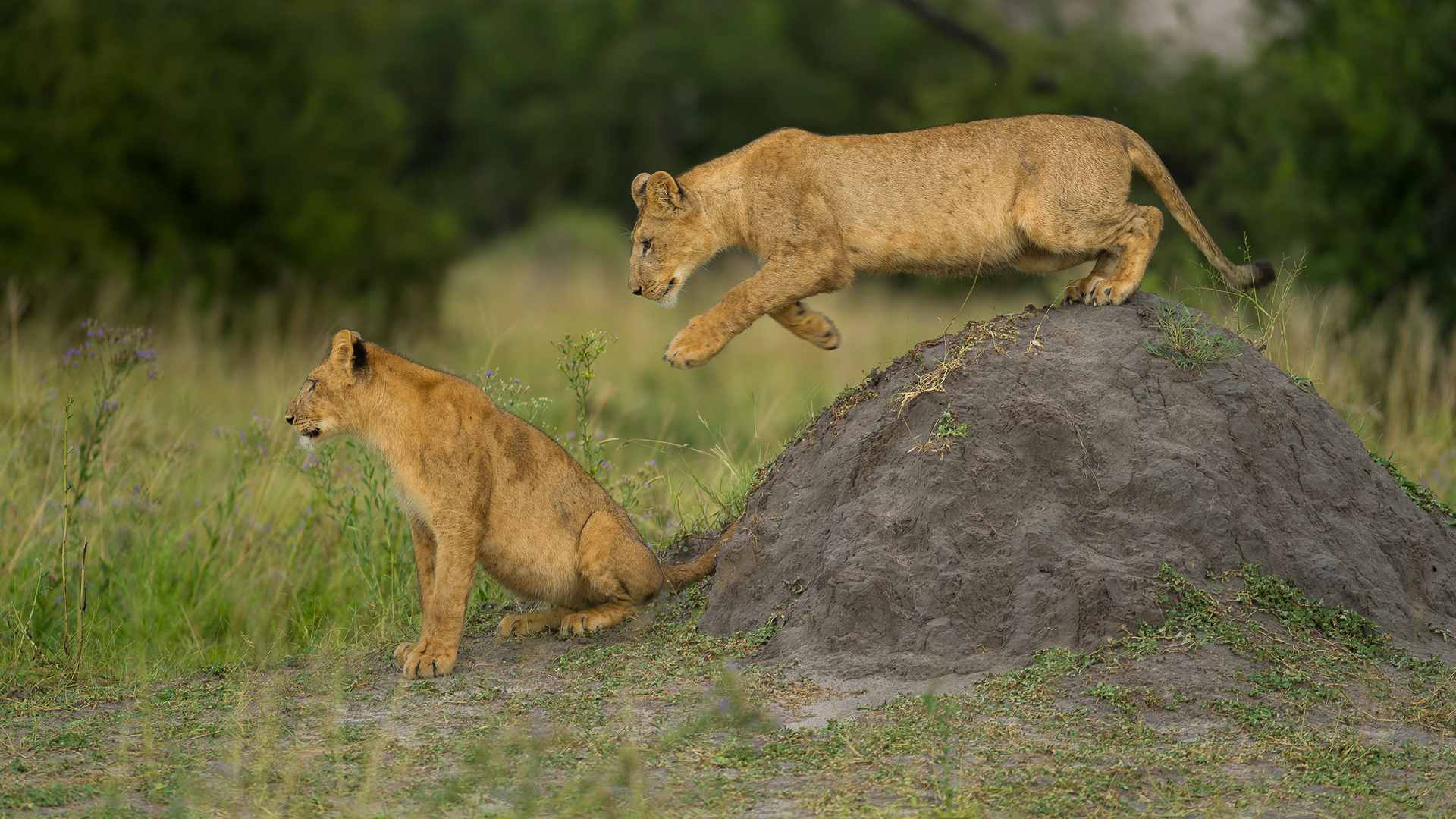 Web Machaba Safaris Secret Season Wildlife Lion Cubs At Play Web Machaba Safaris Secret Season Wildlife Lion Cubs At Play