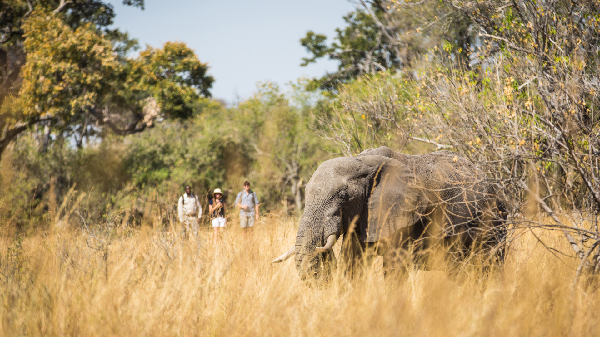Machaba Home Banner Walking Safari Elephant Machaba Home Banner Walking Safari Elephant