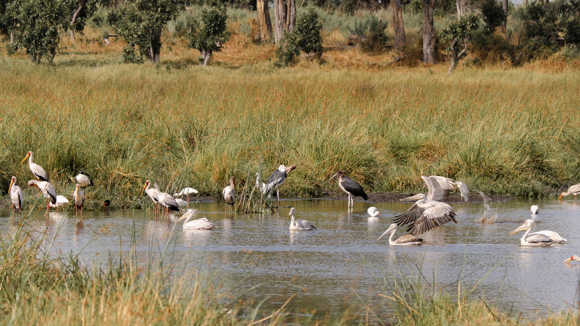 Machaba Web Activity Boating Myriad Of Birdlife Machaba Web Activity Boating Myriad Of Birdlife
