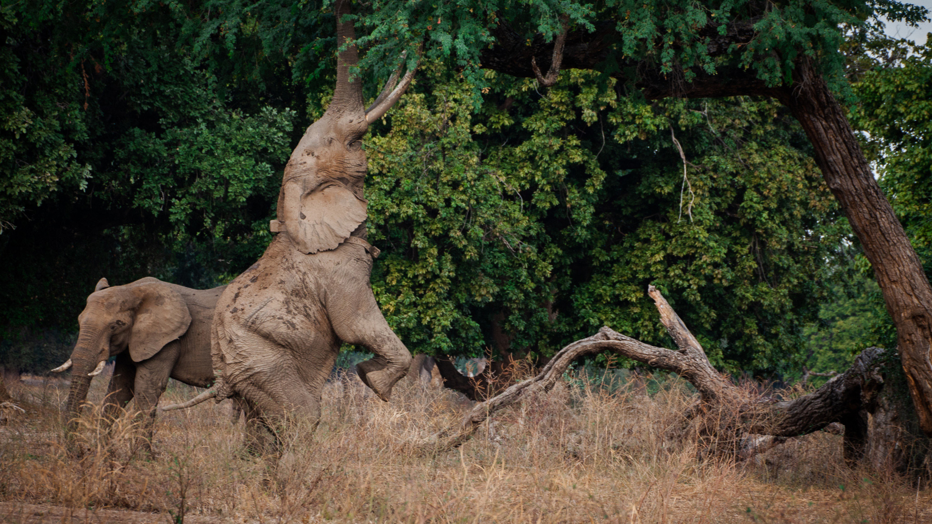 Machaba Zimbabwe Mana River Experiences Elephant Unique Wildlife Behaviour