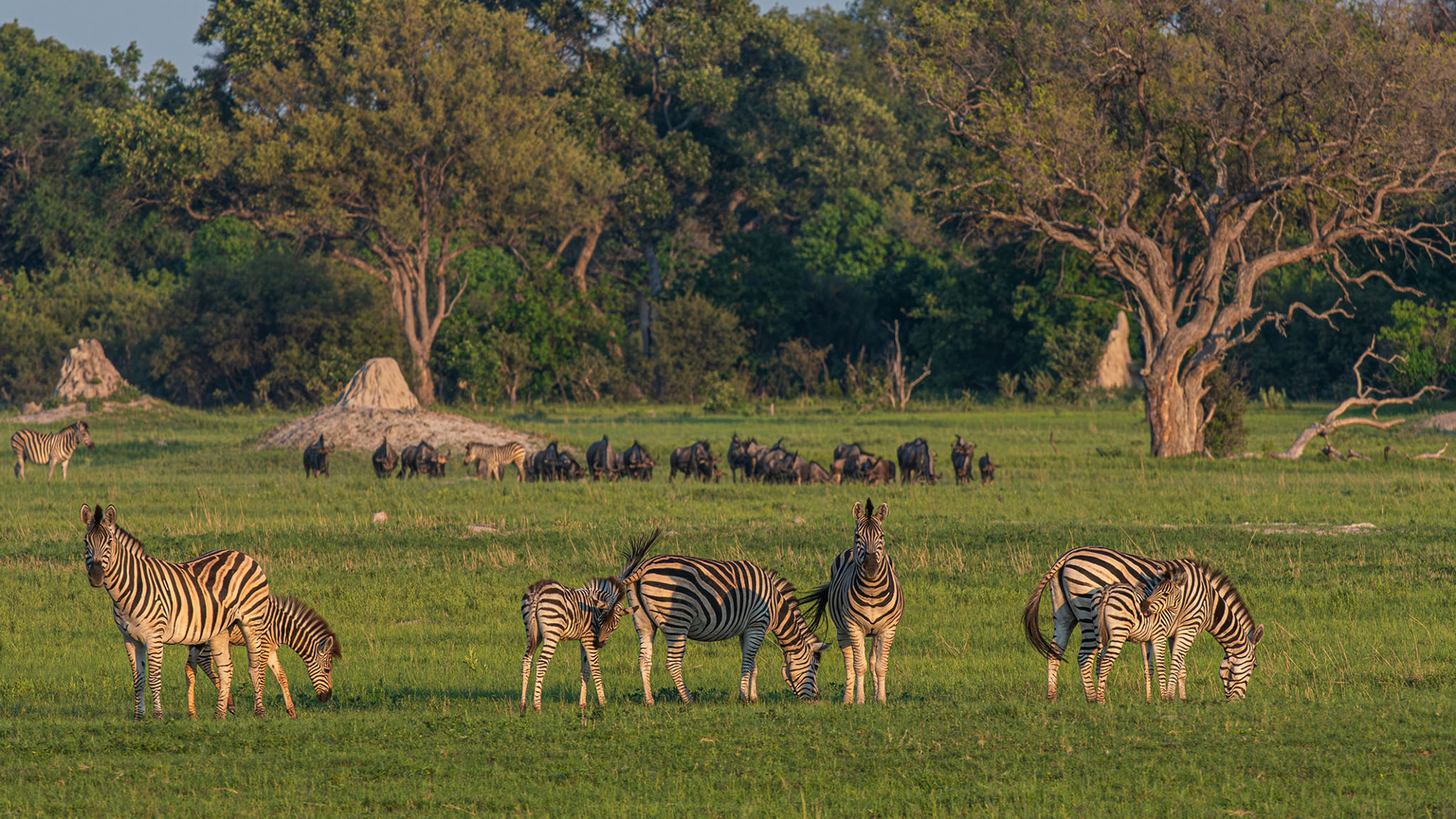 Machaba Safaris Web Kiri Camp Banner Wildlife