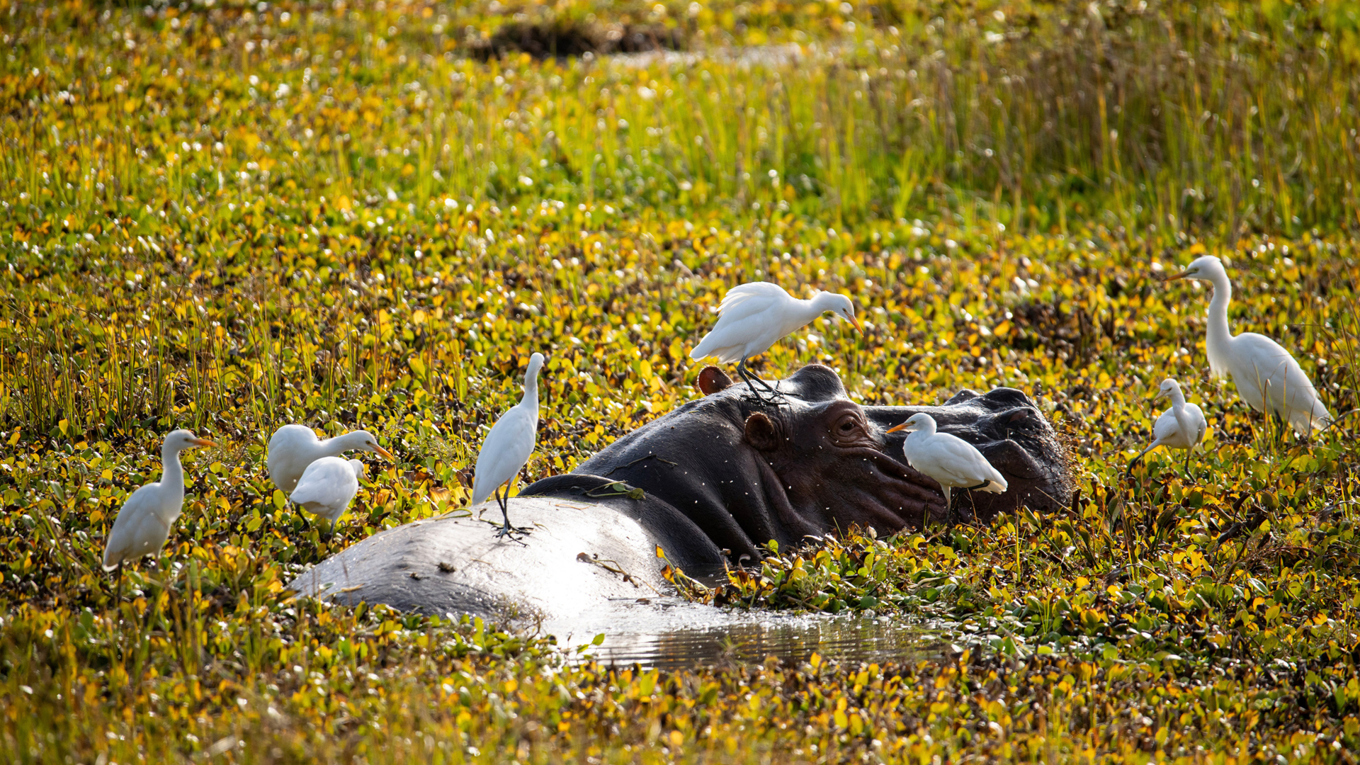 Machaba Web Zimbabwe Mana River Camp Wildlife Machaba Web Zimbabwe Mana River Camp Wildlife