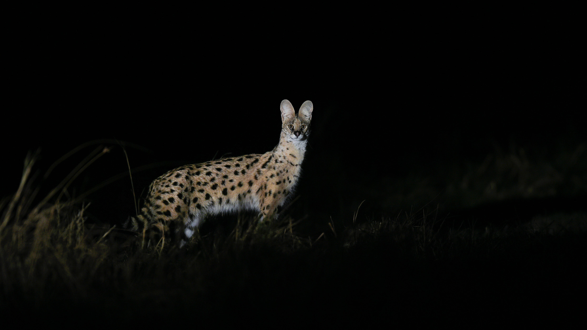 Machaba Web Experience Night Safari Serval Cat Machaba Web Experience Night Safari Serval Cat