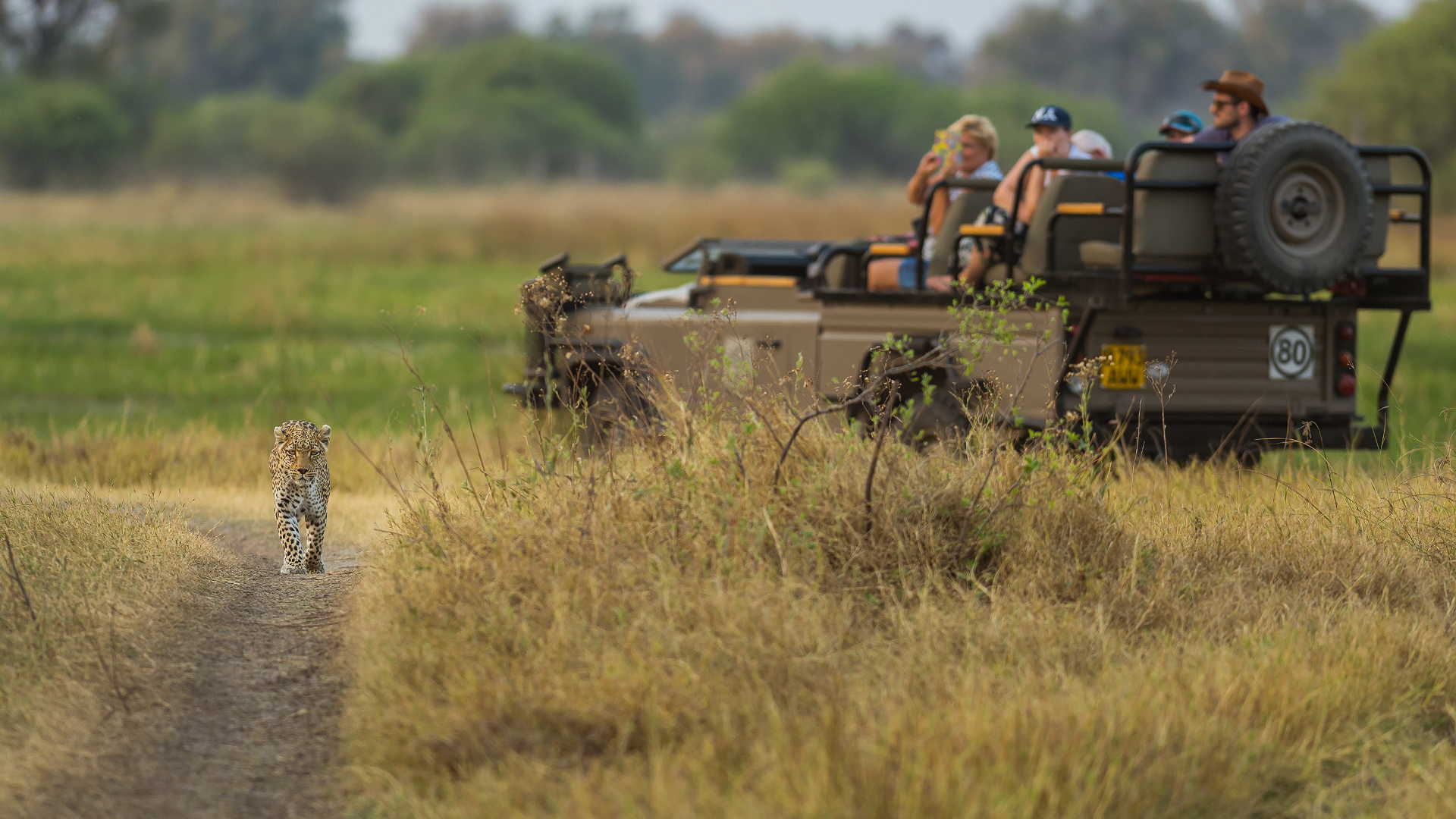 Machaba Web Safari Experience Leopard Passing Vehicle