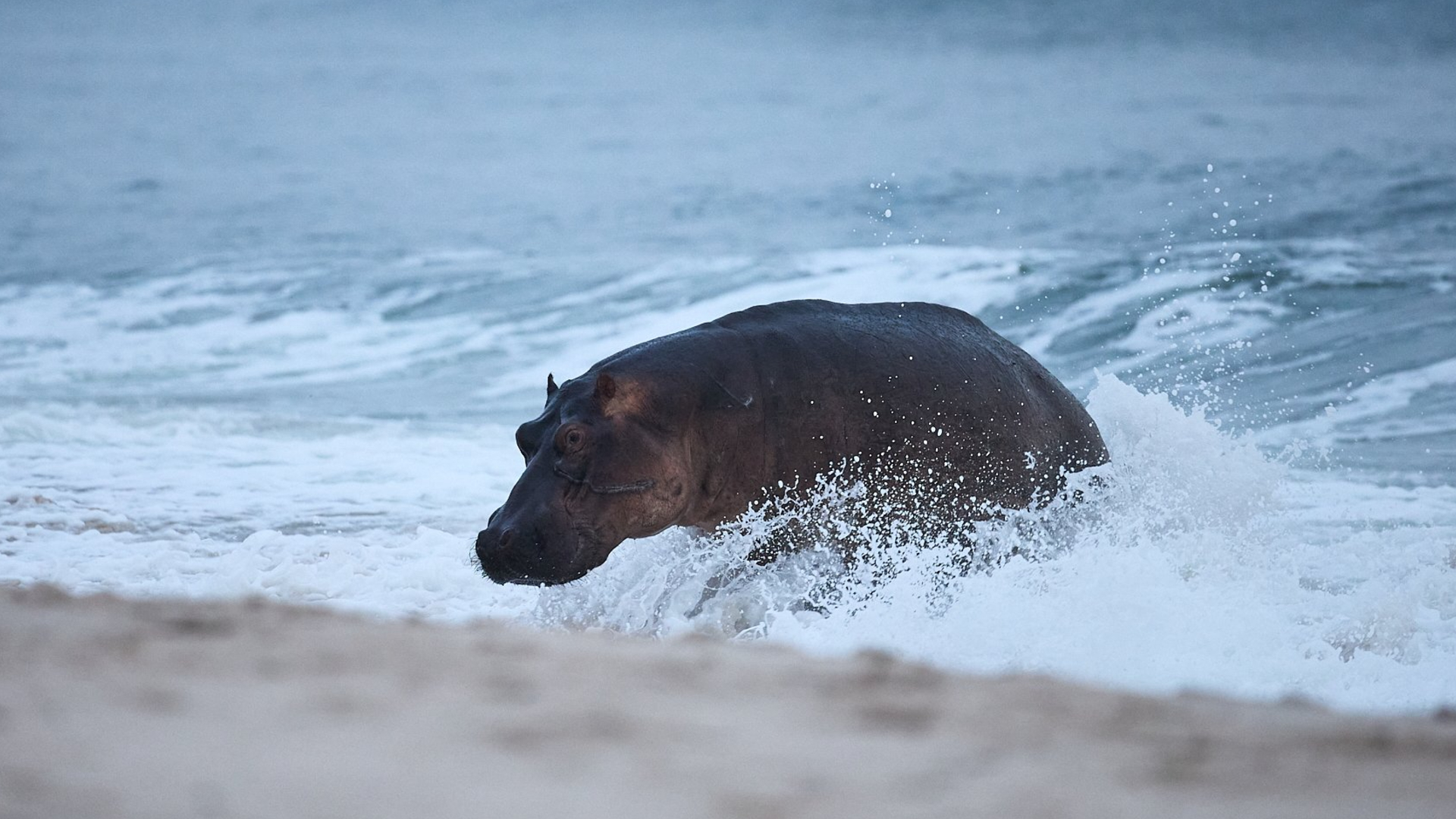 Header Banner Image 3 Surfing Hippo