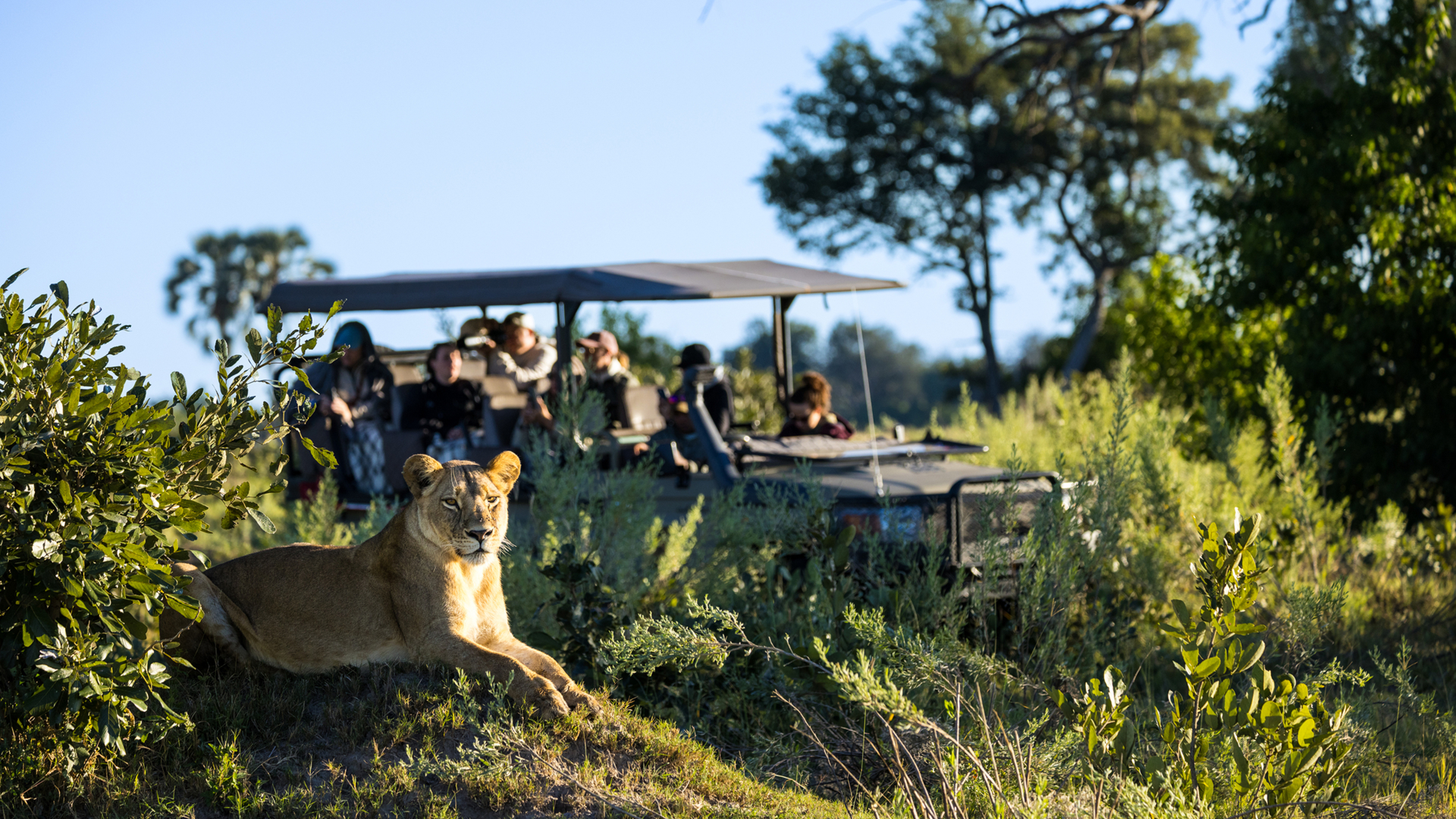 Machaba Web Packages Monachira Lion Safari
