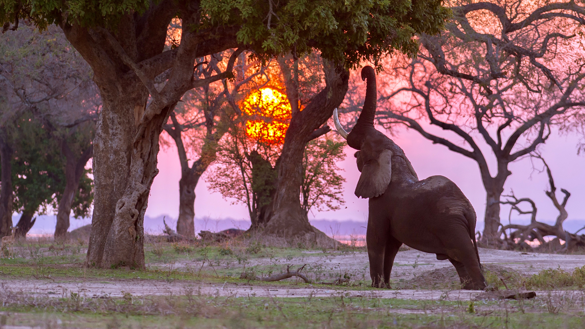 Machaba Safari Packages Mana Pools Package Banner Slider Mana Pools National Park Elephant And Sunset