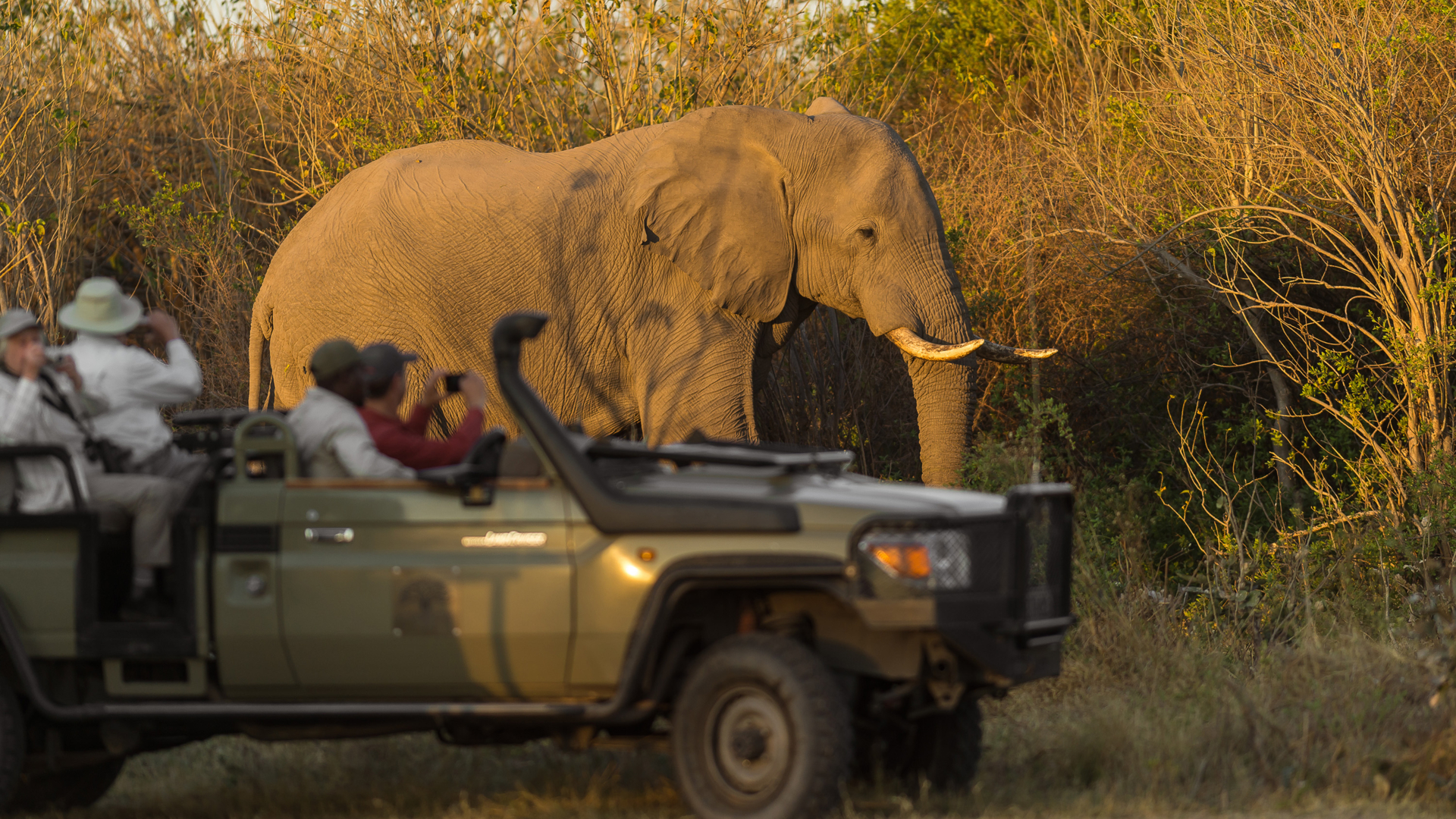 Machaba Web Safari Experience Elephant Drive