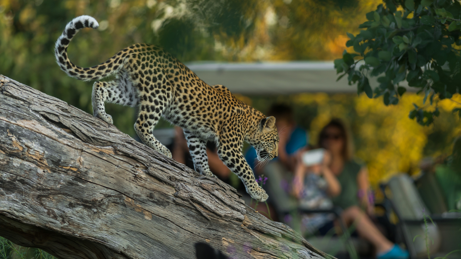 Machaba Botswana Okavango Delta Leopard Tree Down Machaba Botswana Okavango Delta Leopard Tree Down