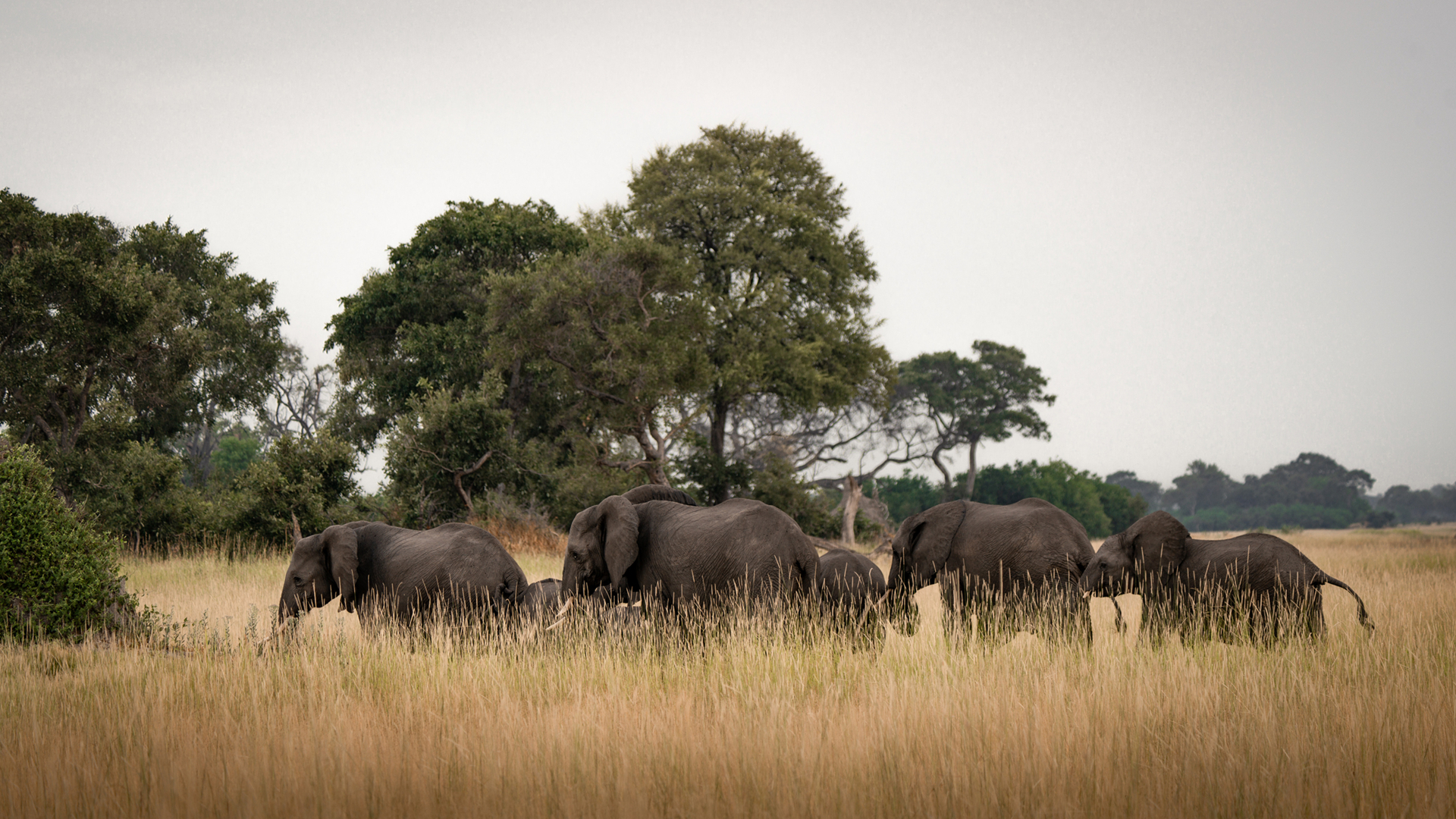 Machaba Web Packages Kiri Elephants