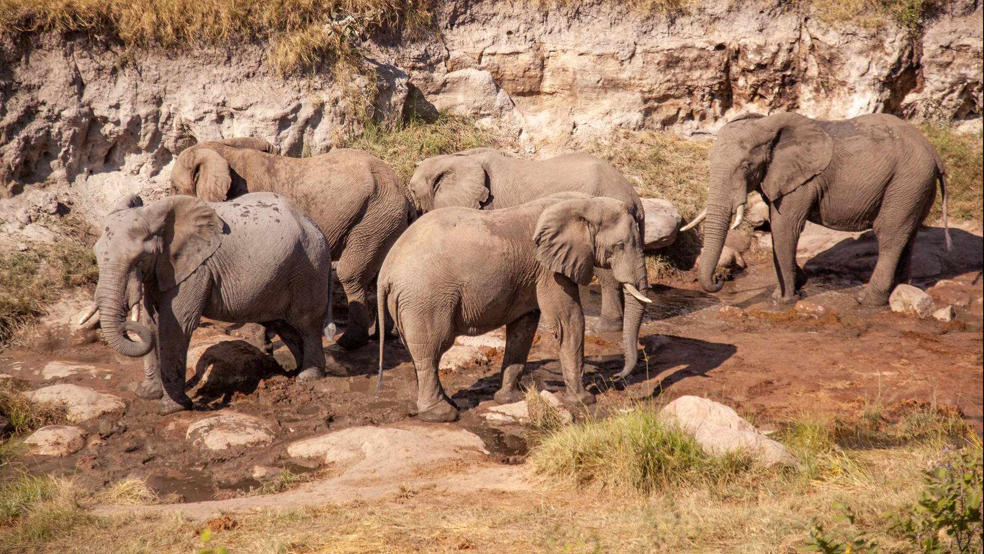 Machaba Safari Packages Classic Hwange Package Bannerimage Elephants