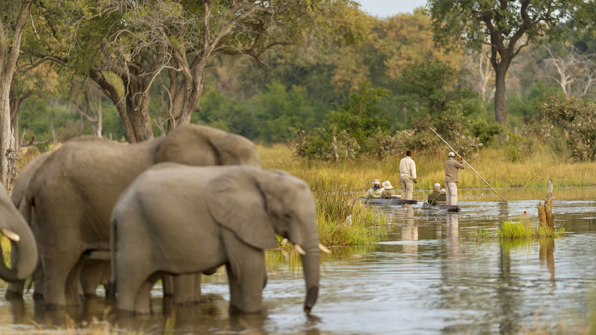 Safari Packages | Okavango Delta Safaris | Botswana Safaris