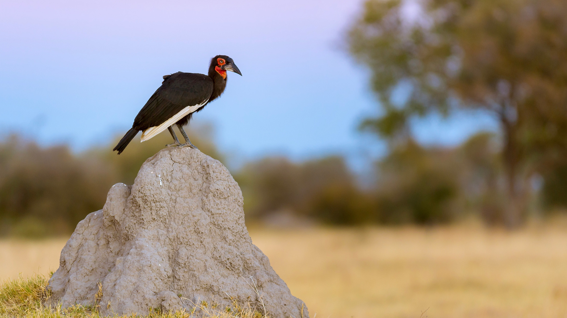 Machaba Web Activity Birding Ground Hornbill Machaba Web Activity Birding Ground Hornbill