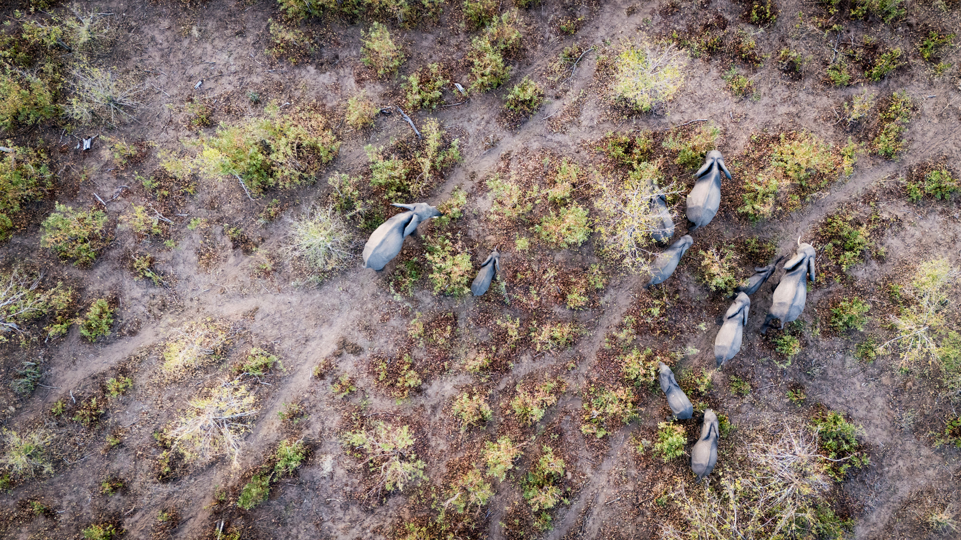 Machaba Safaris Web Botswana Chobe Slider Abber Elephants
