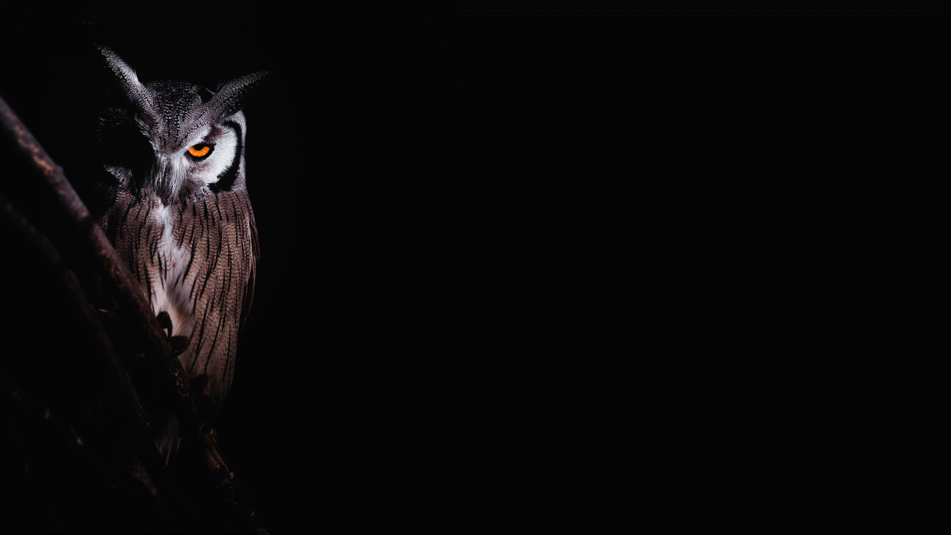 Machaba Web Experience Night Safari Owl Machaba Web Experience Night Safari Owl