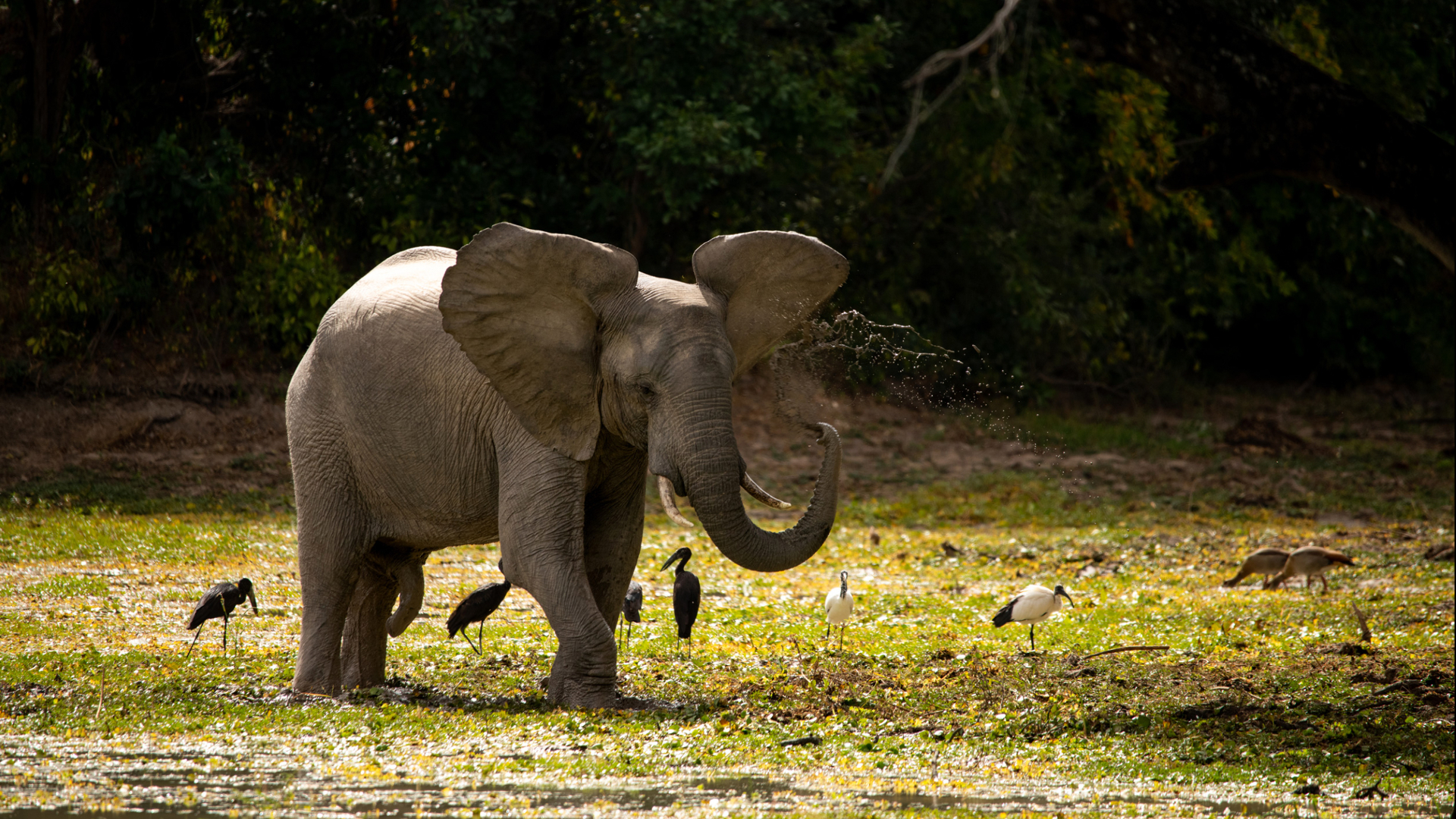 Machaba Zimbabwe Mana Pools Elephant Water Machaba Zimbabwe Mana Pools Elephant Water