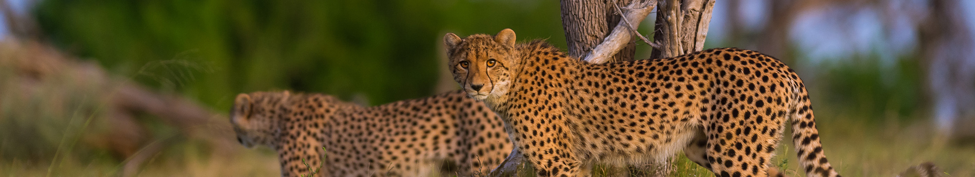 Machaba Web Rates Cheetahs On The Plain Machaba Web Rates Cheetahs On The Plain