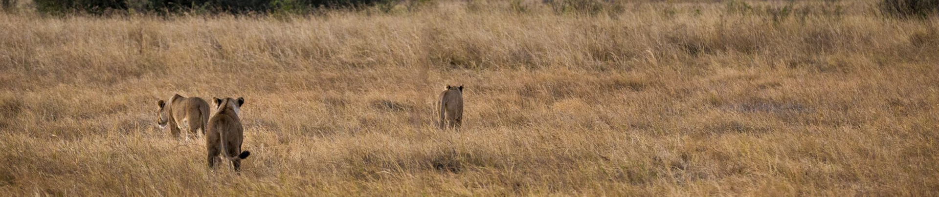 Machaba Botswana Okavango Delta Little Machaba Camp Lions Sightings
