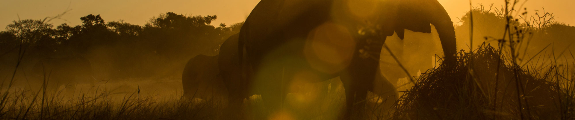 Botswana Okavango Delta Machaba Camp Sightings April 2021 Elephant Sunset