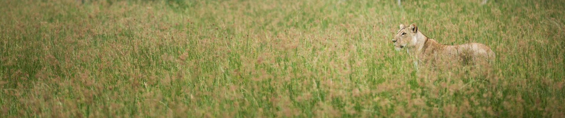 Botswana   Okavango Delta   Gomoti Camp   Oct 2021 Wildlife Sightings   Lioness Banner Botswana   Okavango Delta   Gomoti Camp   Oct 2021 Wildlife Sightings   Lioness Banner