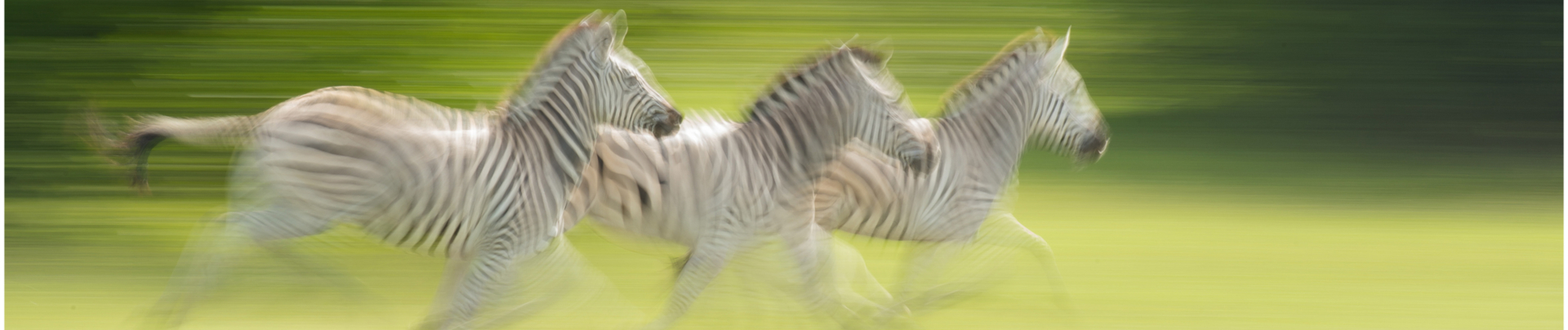 Machaba Botswana Okavango Delta Machaba Camp Sightings January 2020 Zebra