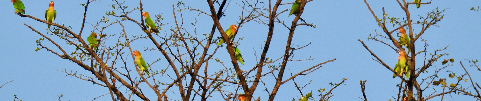 Zimbabwe Mana Pools Ingwe Pan Birds