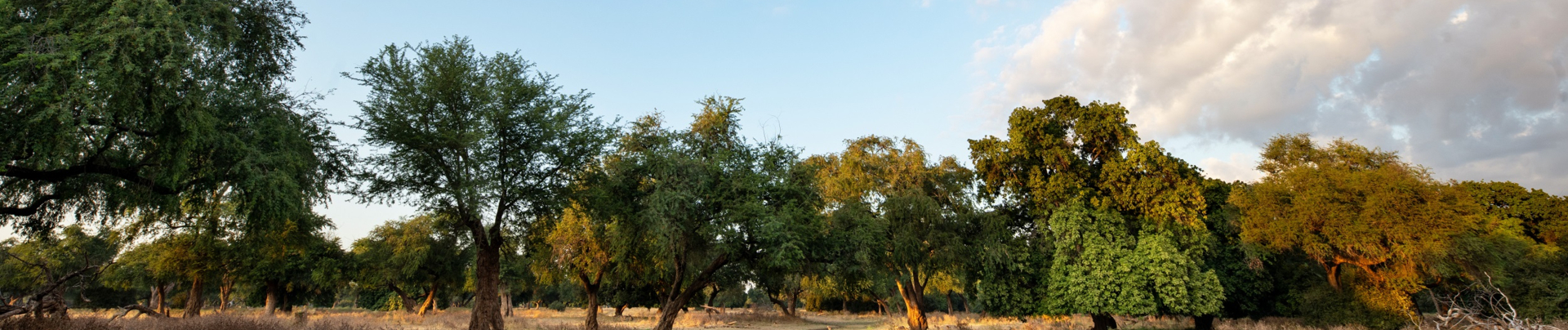 Machaba Mana River Camp Wildlife Sightings July 2025 Banner Mana Pools Forest