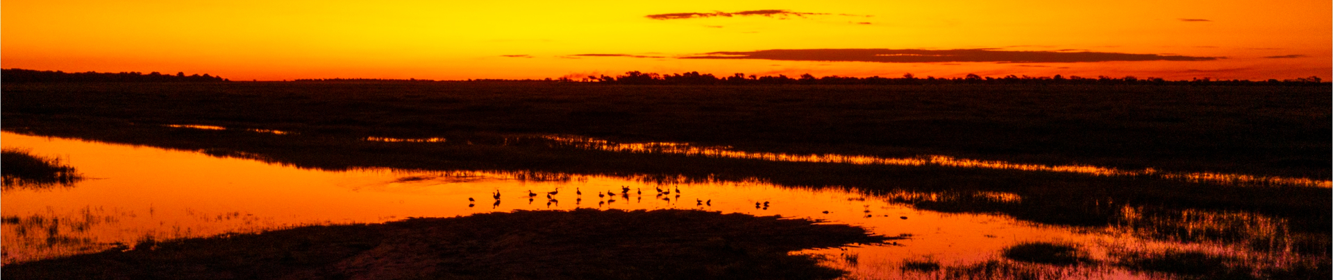 Machaba Ngoma Safari Lodge Wildlife Sightings September 2025 Banner Sunset At Chobe Machaba Ngoma Safari Lodge Wildlife Sightings September 2025 Banner Sunset At Chobe