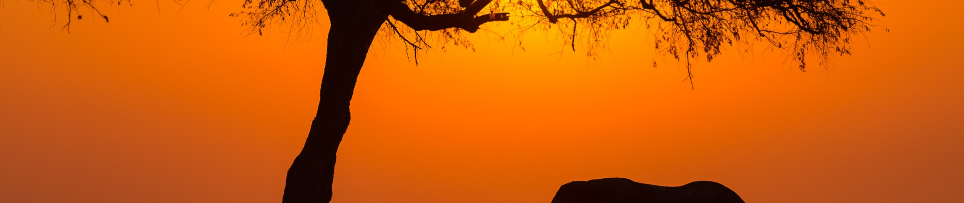 Machaba Ingwe Pan Camp Wildlife Sightings June 2025 Banner Elephant Sighting At Sunset