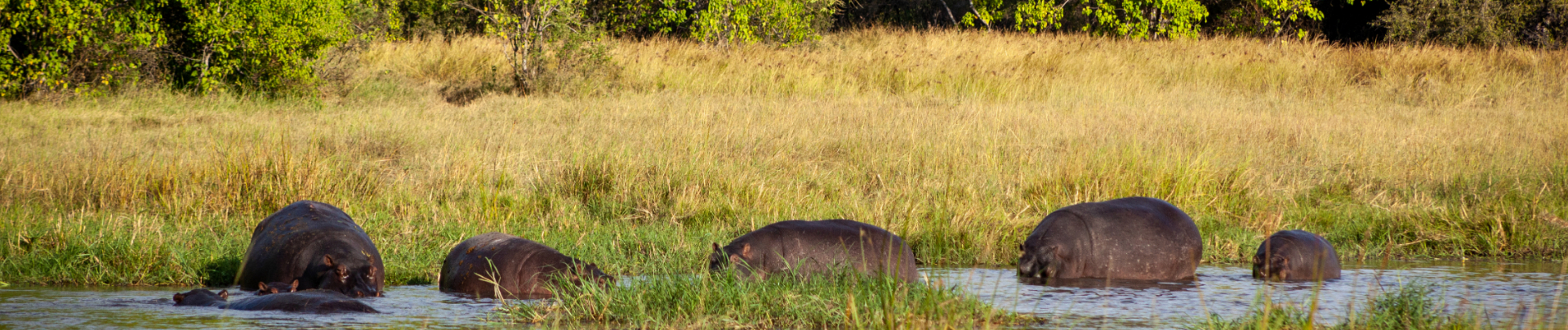 Travel And Visa Banner