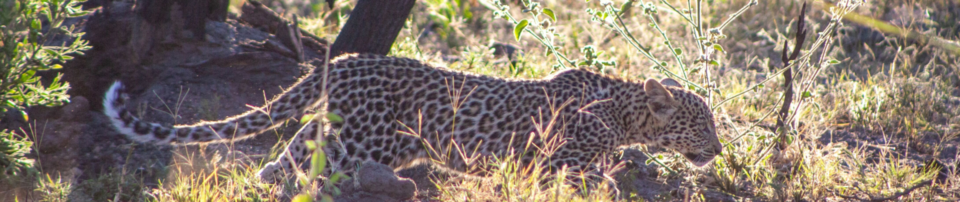 Machaba Botswana Okavango Delta Little Machaba Camp Leopard Sightings
