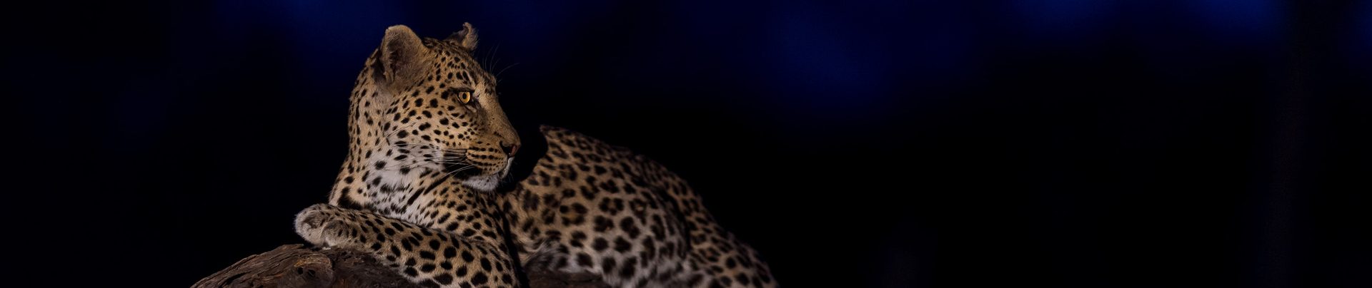 Botswana Machaba Camp Leopard At Night