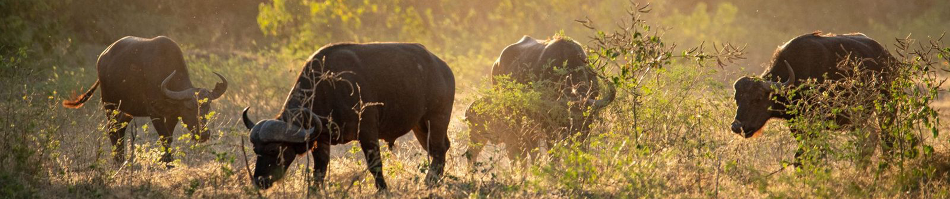 Zimbabwe Mana River Camp Banner