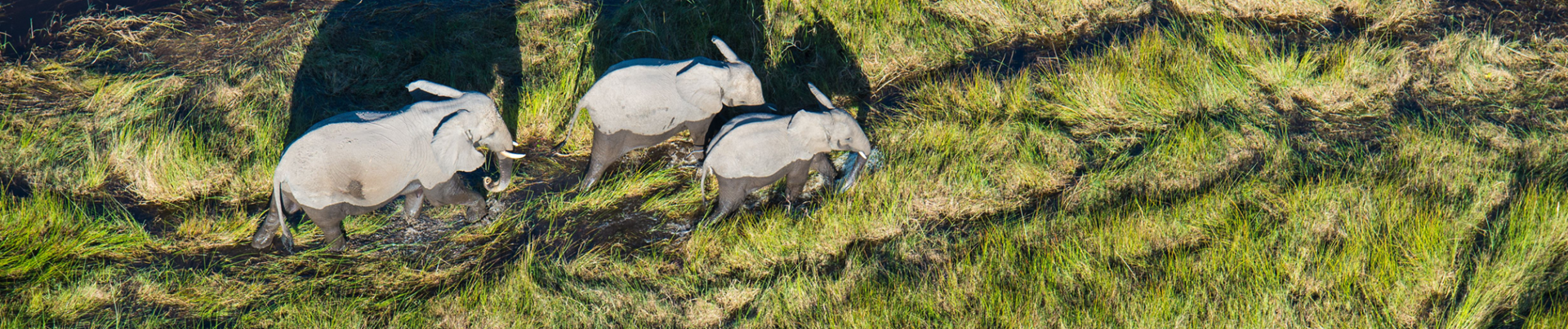 Botswana Gomoti Plains Elephant Banner