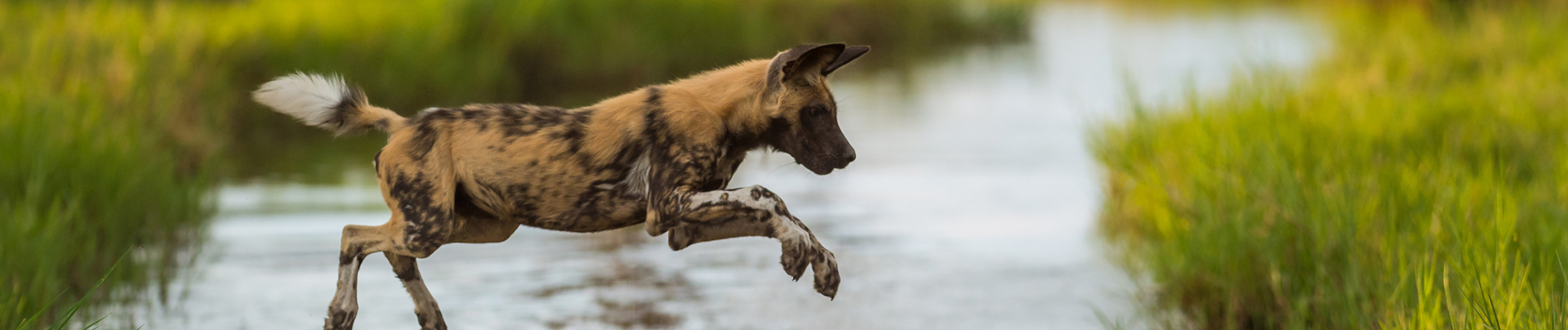 Botswana   Okavango Delta   Machaba Camp   Wildlife Stories   Feb 2022    Wild Dog   Banner Botswana   Okavango Delta   Machaba Camp   Wildlife Stories   Feb 2022    Wild Dog   Banner
