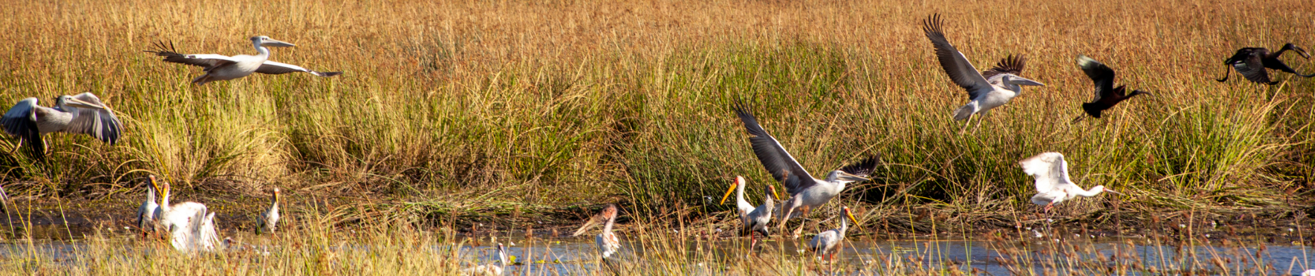 Faq Banner Faq Banner