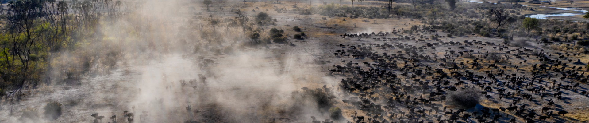 Machaba Gomoti Plains Camp Wildlife Sightings March 2026 Banner Massive Herd Of African Buffalo